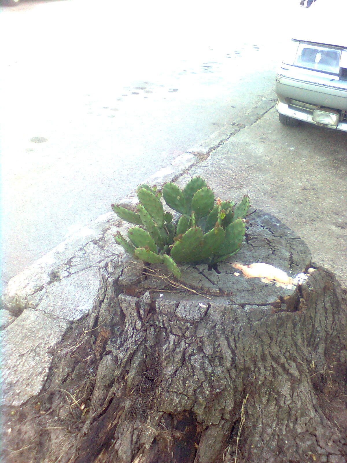 кактус